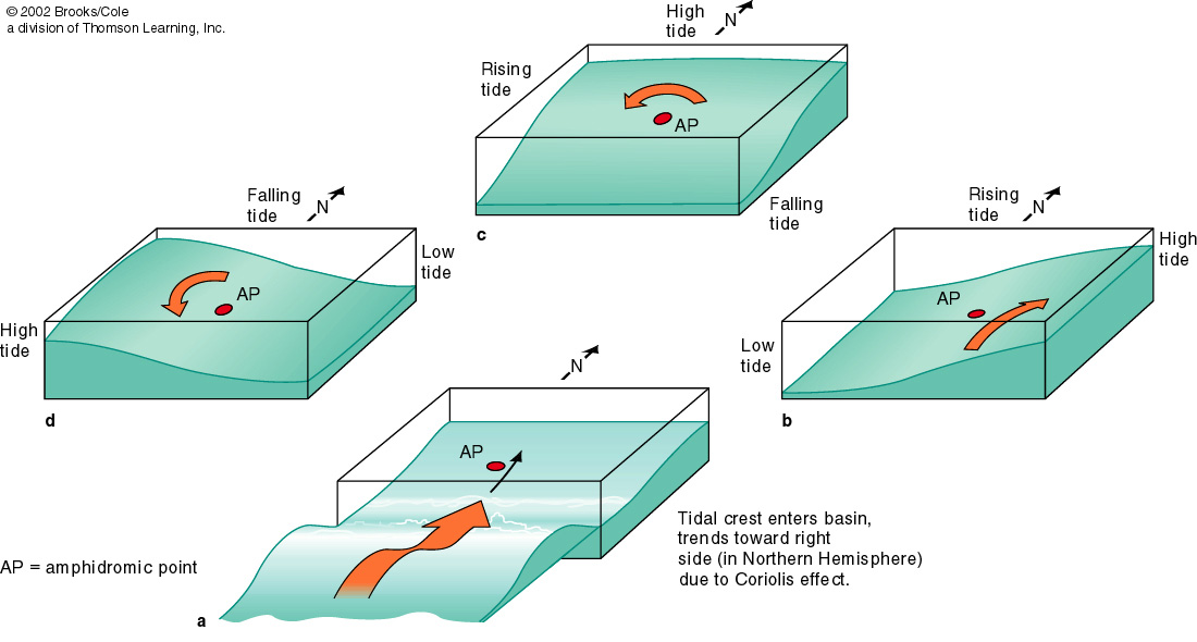 Global Ocean Tide Model