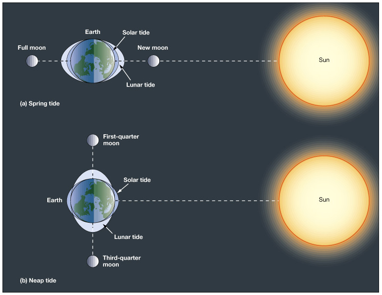 Global Ocean Tide Model