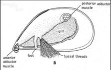 mussel-anatomy-1